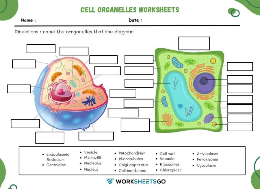 Sixth grade science worksheet featuring a detailed cell diagram for students to label and describe organelle functions