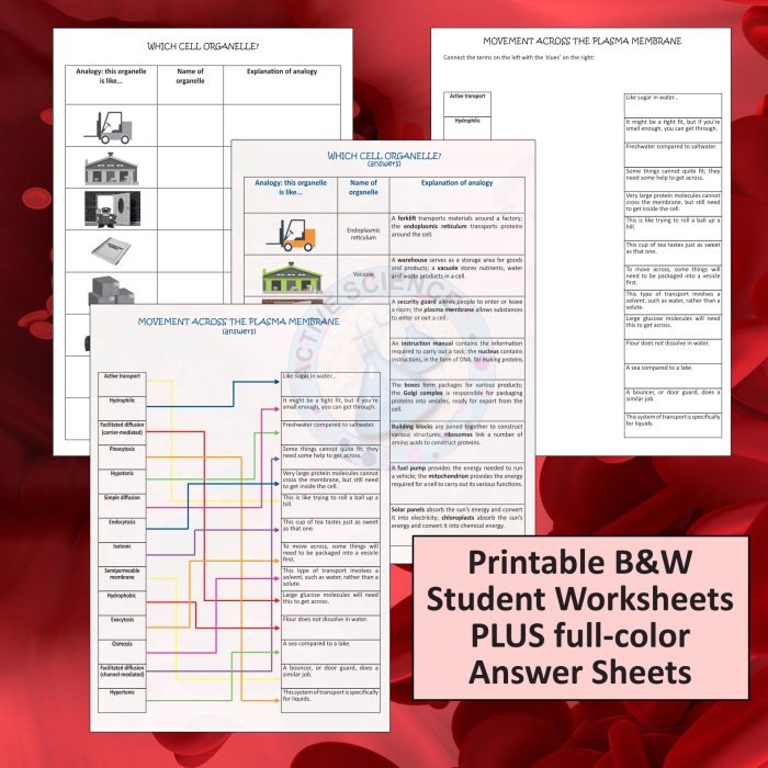 Cell Organelles worksheet for sixth graders, featuring a labeled diagram for research activities
