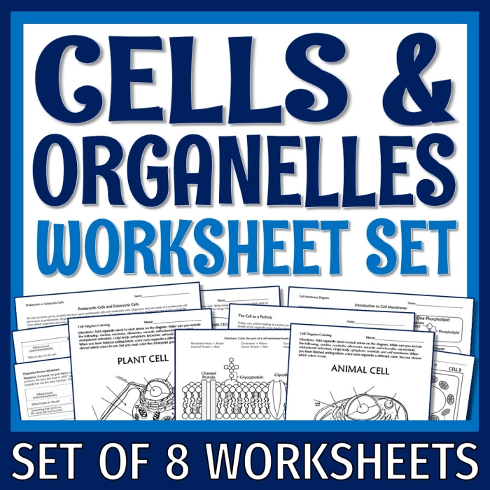 Sixth grade biology worksheet featuring a cell diagram with blank spaces to label various organelles