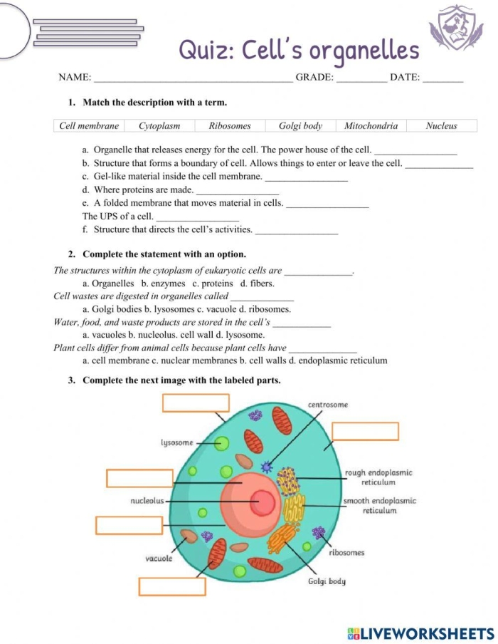 Sixth grade biology students completing a research worksheet on labeled cell organelles