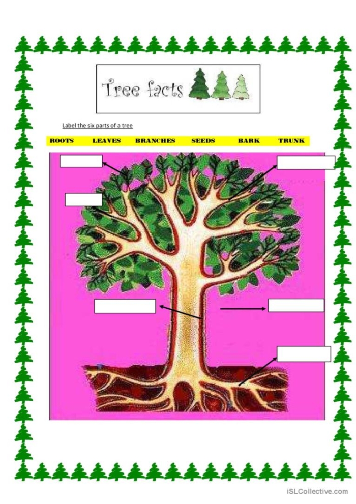 Deforestation worksheet for sixth-grade life science students Graphic organizer illustrating the impact of deforestation on ecosystems and the environment