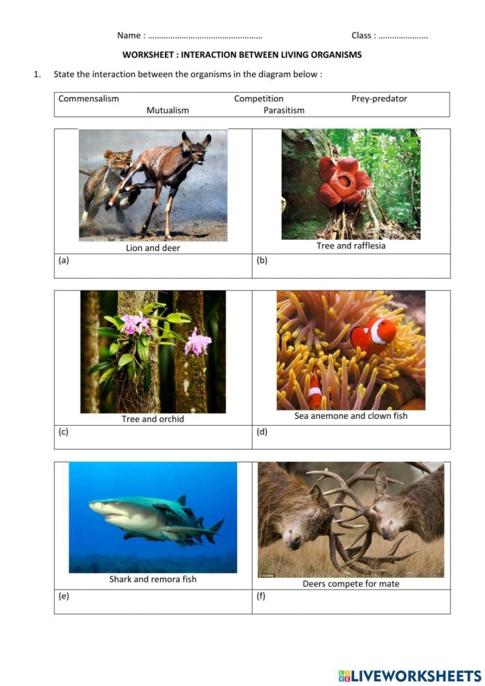 Sixth grade worksheet covering organism interactions within ecosystems