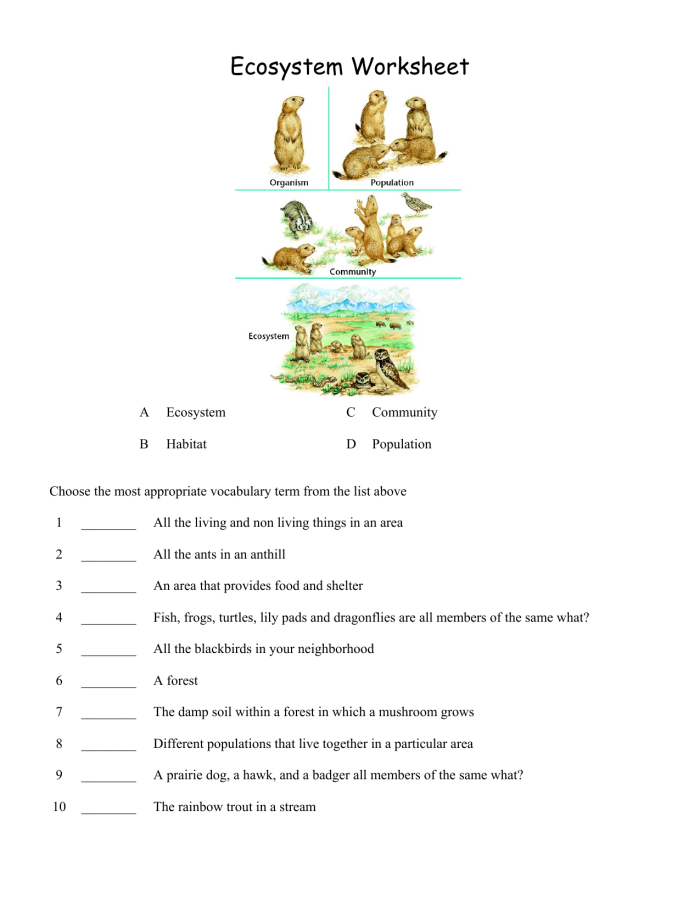 Sixth grade students research ecosystems and build models in this science worksheet