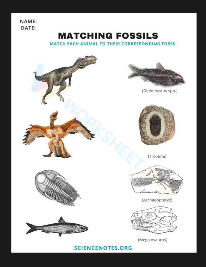 Evolution and the Fossil Record Educational Worksheet 19 Sixth grade science worksheet focused on understanding the fossil record and organism evolution