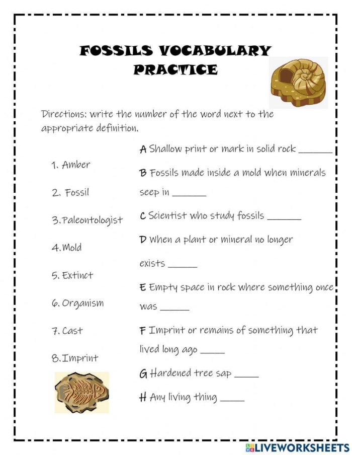 Evolution and the Fossil Record Educational Worksheet for Sixth Grade Science Sixth grade student working on a science worksheet about evolution and the fossil record