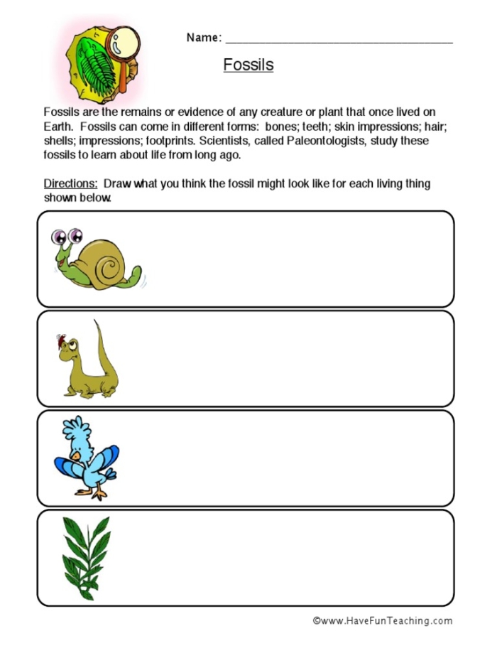 Evolution and the Fossil Record Worksheet for Sixth Grade Science Sixth grade science worksheet focused on evolution and the fossil record