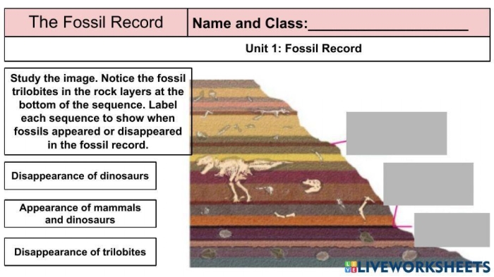 Worksheet on evolution and fossils for middle school students Illustration of a sixth-grade science worksheet focusing on evolution and the fossil record