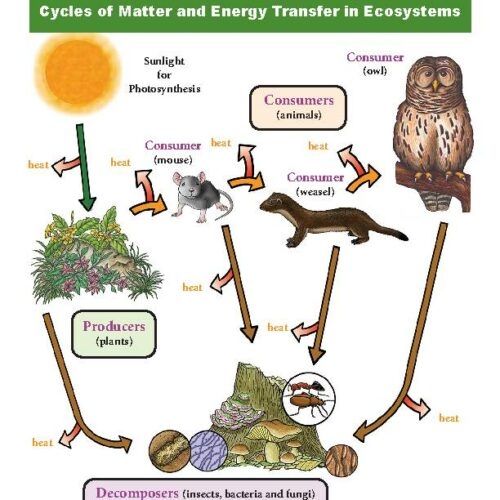 Sixth grade students analyzing a complex food web diagram to track energy flow and matter cycling