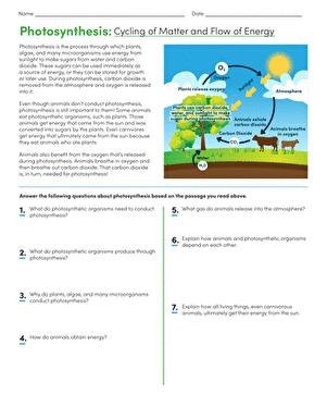Sixth grade students analyze a food web diagram to track energy flow and matter cycling