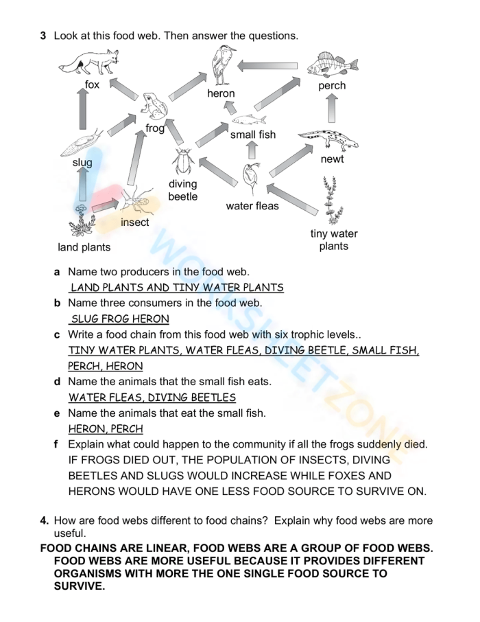 Sixth grade worksheet showing a diagram of a food web for students to analyze ecosystem energy flow