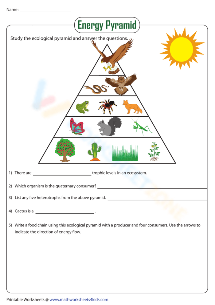 Sixth grade science worksheet focused on mapping food webs and energy flow within an ecosystem