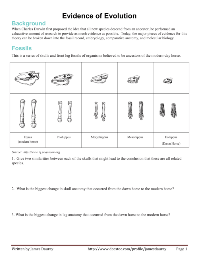Worksheet on the fossil record and evolution for sixth-grade students Illustration of a student analyzing fossils in a science worksheet about evolution