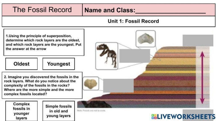 Sixth grade students examining fossil layers on an Analyzing the Fossil Record geometry worksheet