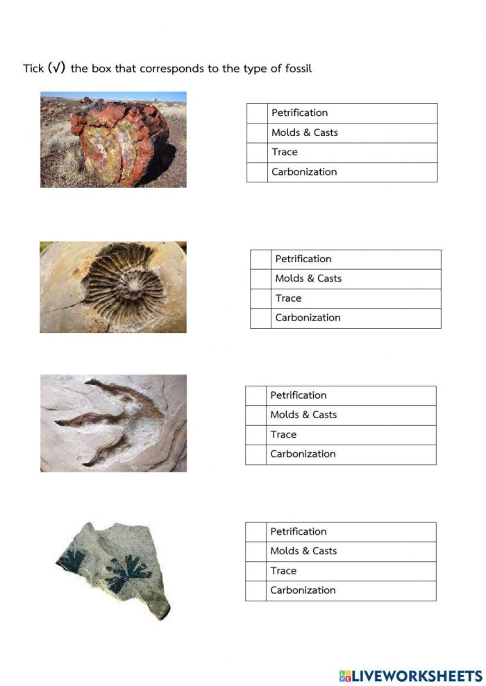Colorful worksheet for sixth graders analyzing the fossil record in life science