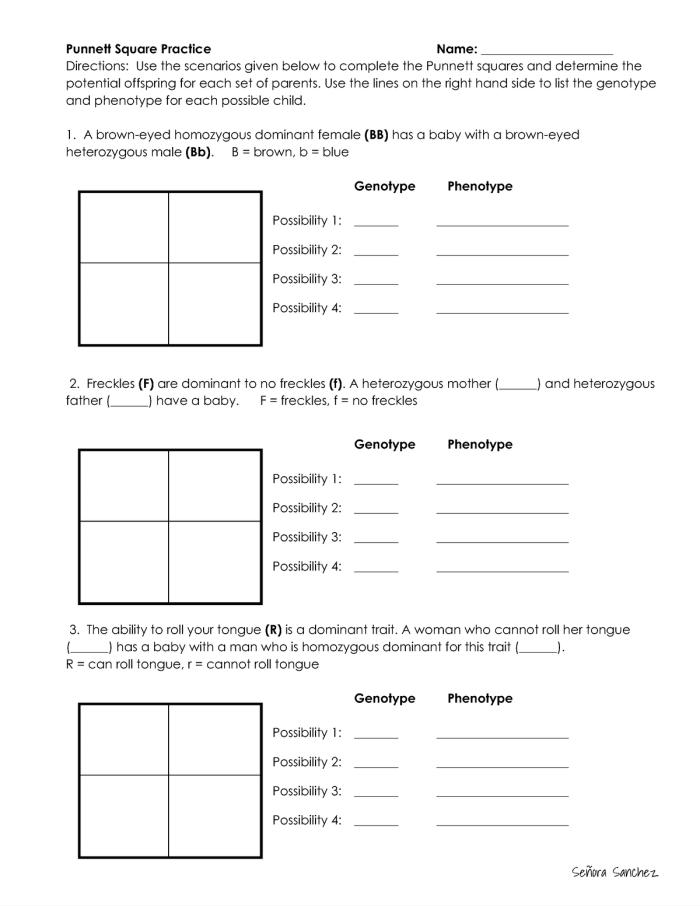 Punnett squares worksheet designed for sixth-grade students to explore genetic inheritance