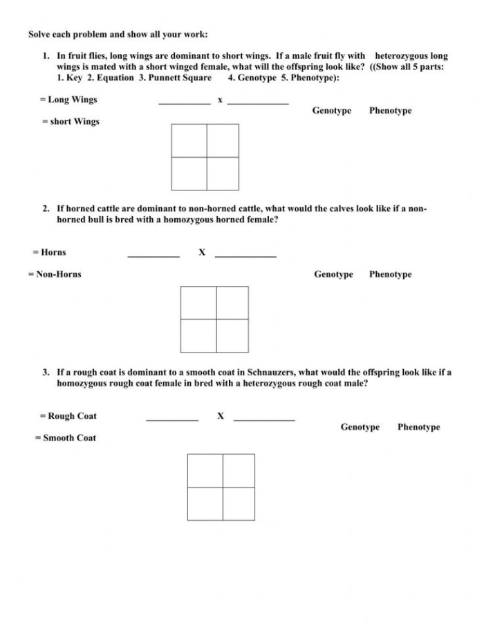 Sixth grade genetics worksheet featuring a Punnett square for calculating inherited traits
