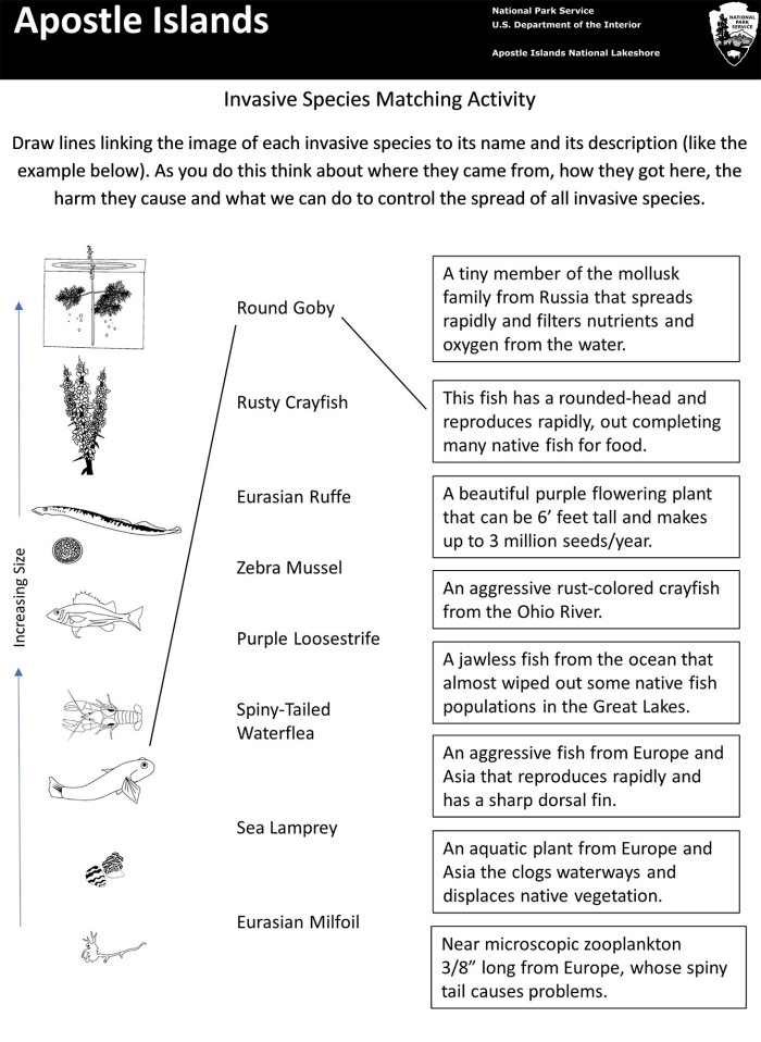 Graphic organizer illustrating the effects of invasive species on ecosystems for a sixth-grade worksheet