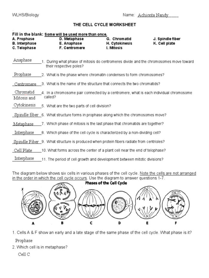 Worksheet for taking notes on the cell cycle and mitosis concepts