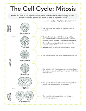 Worksheet for taking notes on the cell cycle and mitosis concepts