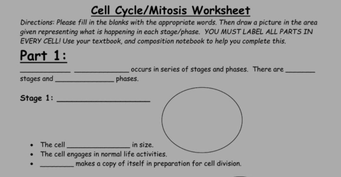 Worksheet for recording notes on the cell cycle, focusing on mitosis for sixth graders