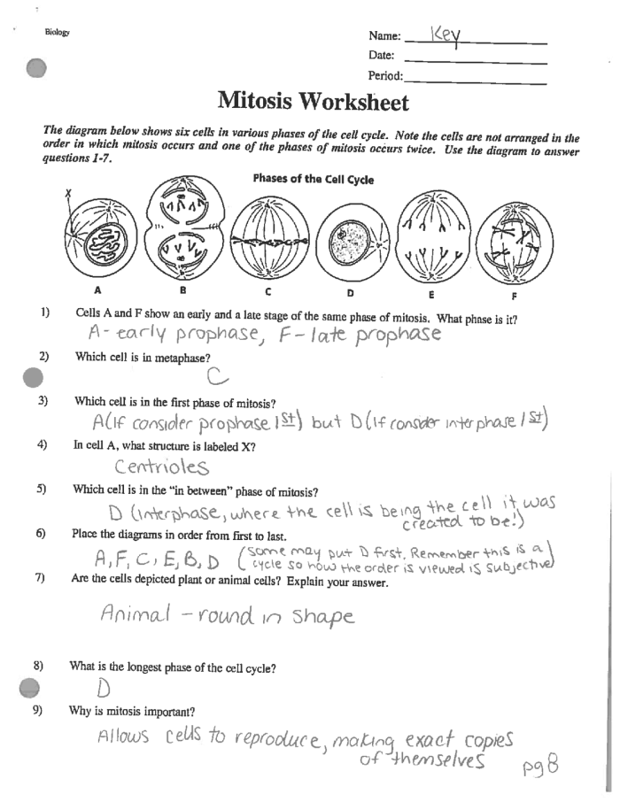 Worksheet for taking notes on the cell cycle and mitosis concepts