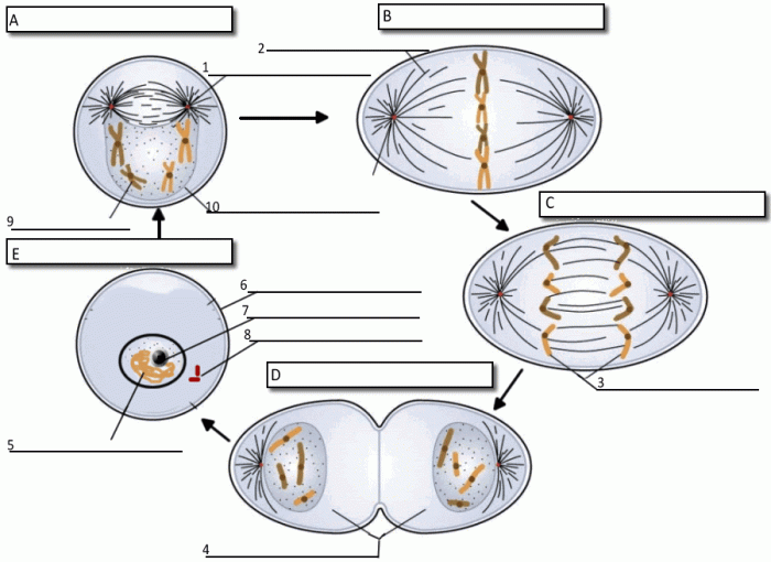 Worksheet for taking notes on the cell cycle and mitosis concepts