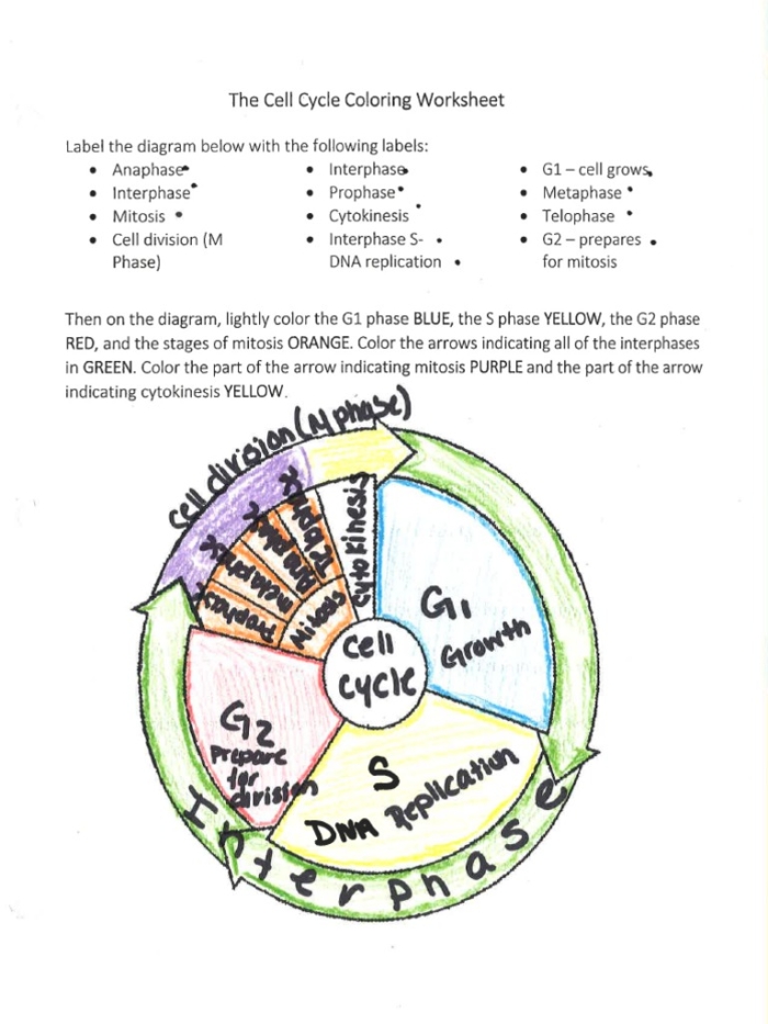 Worksheet for sixth graders on the cell cycle and mitosis note-taking
