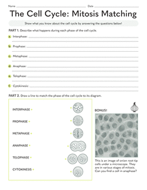 A one-page guided notes worksheet for the cell cycle and mitosis for sixth graders