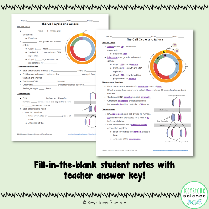 Worksheet template for sixth graders to take notes on the cell cycle and mitosis