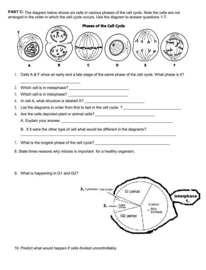 The Cell Cycle: Mitosis Matching Worksheet for Grade 6 Science Students Sixth grade student completing a mitosis matching worksheet about cell cycle phases and processes