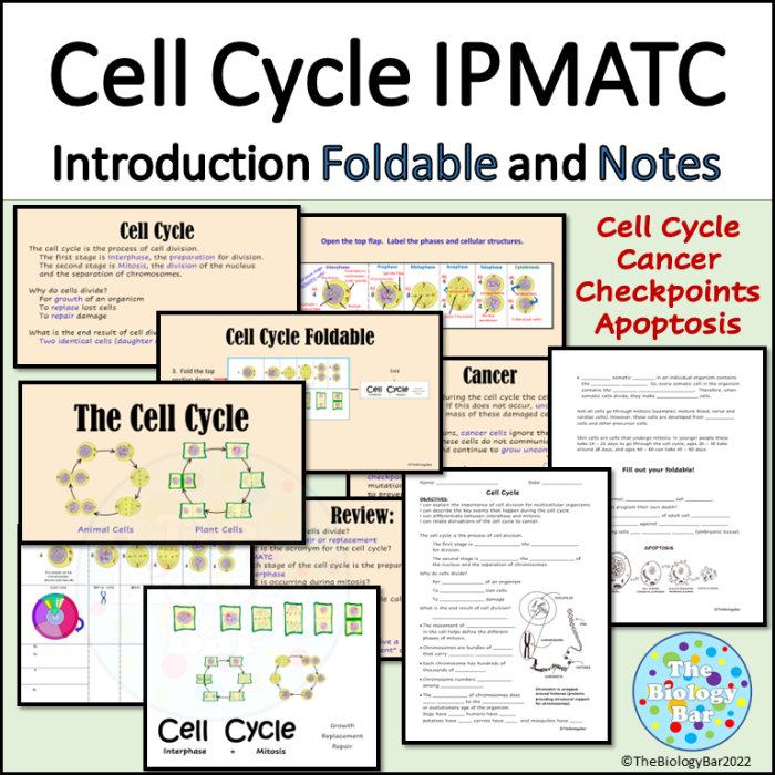 Worksheet for taking notes on the cell cycle and mitosis for sixth graders