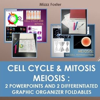 Mitosis guided notes worksheet for sixth graders to study the cell cycle