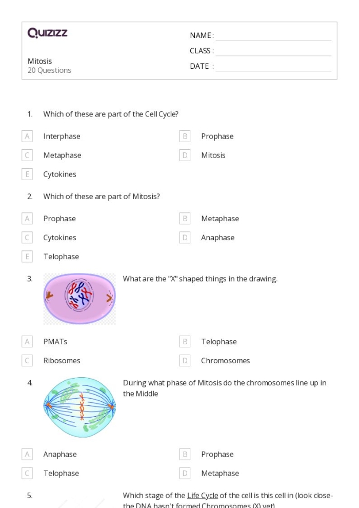 Worksheet template for taking notes on the cell cycle and mitosis for sixth graders