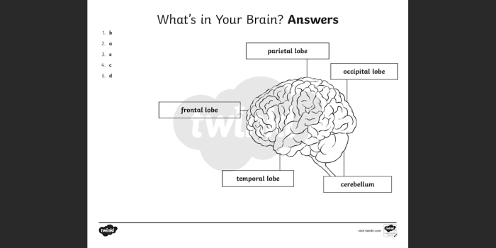 Illustration of the human sensory nervous system anatomy for sixth graders