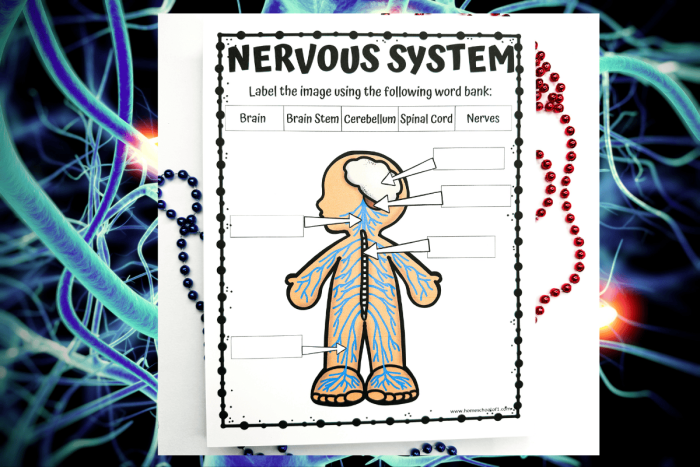 Sixth grade worksheet exploring the sensory nervous system anatomy and function part 1