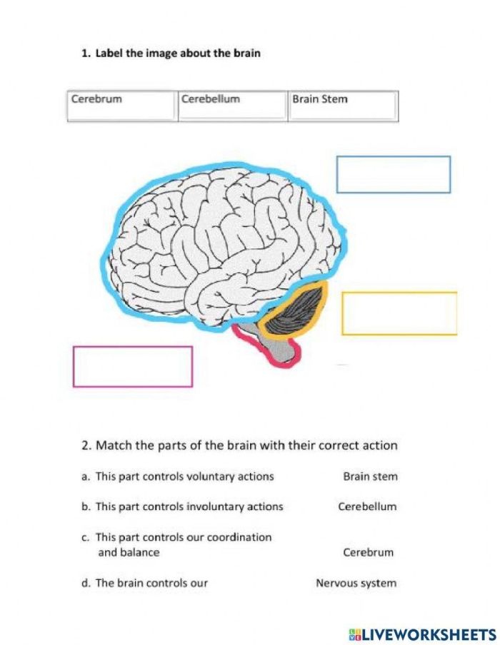 Sixth grade science worksheet covering the anatomy and sensory functions of the nervous system part 1