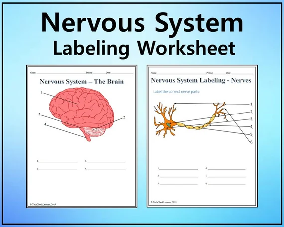 Sixth grade life science worksheet about the sensory nervous system functions and anatomy