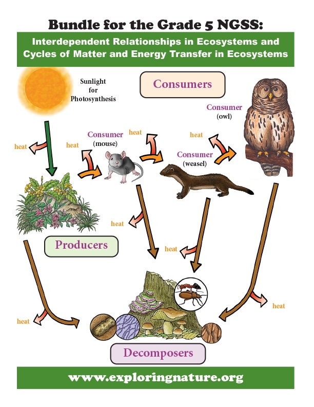 Sixth grade science worksheet exploring the cycling of matter and energy flow during photosynthesis