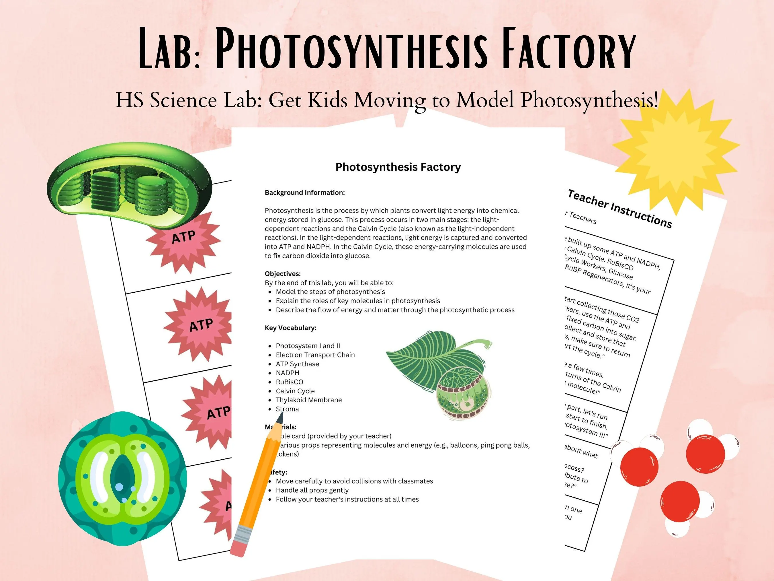 Sixth grade science worksheet covering energy flow and the cycling of matter during photosynthesis