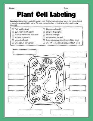 Sixth grade biology students identifying cellular components in a plant cell diagram worksheet 14
