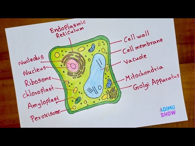 Sixth grade science student completing a Label the Plant Cell Level 1 worksheet