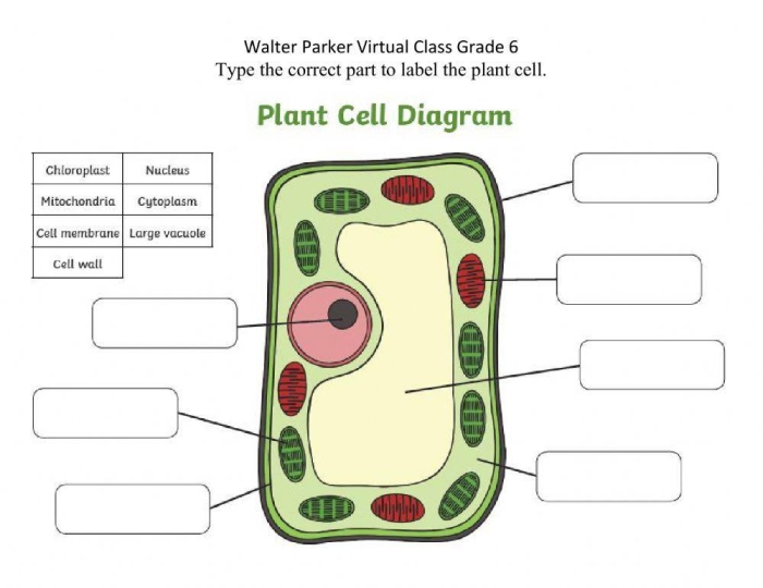Detailed diagram of plant cell structures with blank labels for students to identify organelles and cellular components