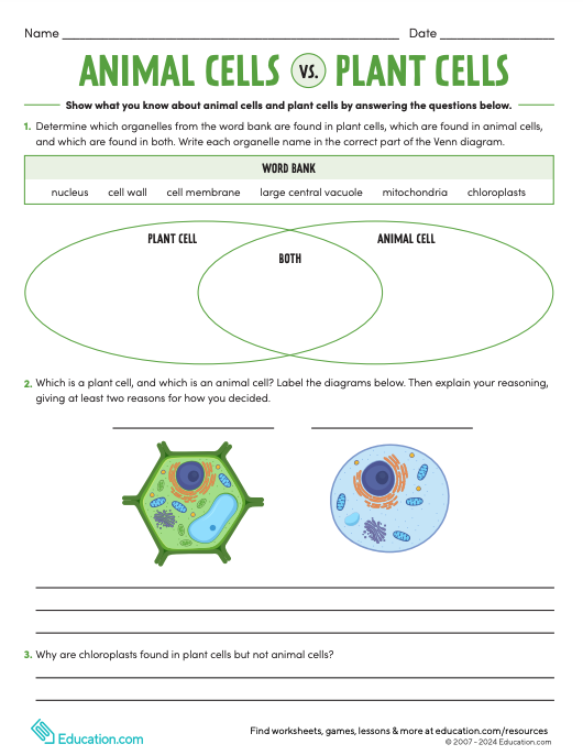 Diagram of a plant cell for sixth-grade students to label in a life science worksheet