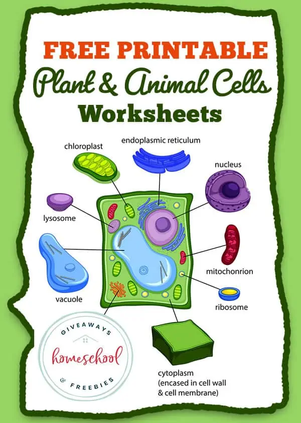 Diagram of a plant cell worksheet for sixth graders to label its parts