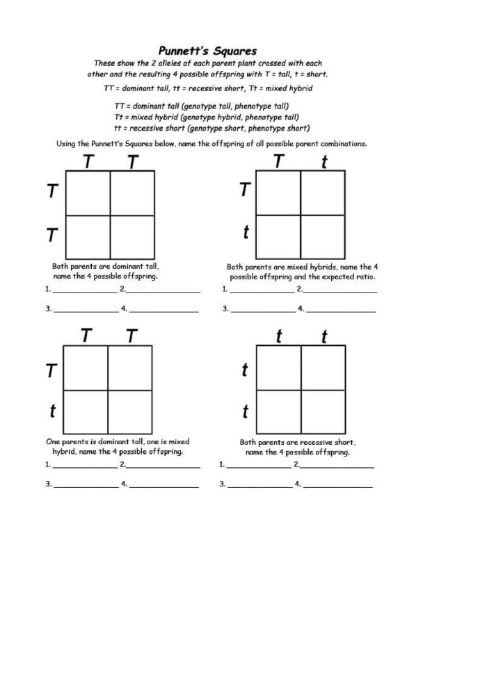 Sixth grade students practicing genetics by filling out Punnett squares worksheet 23
