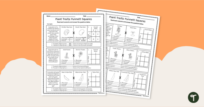 Sixth grade students practicing genetics and probability with a Punnett squares worksheet
