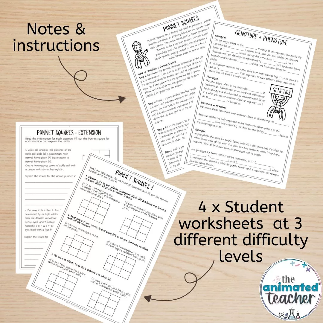 Sixth grade students practicing genetics by filling out Punnett square fraction problems