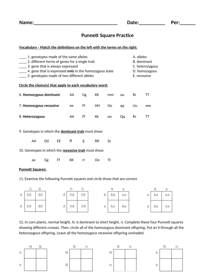 Punnett squares worksheet for sixth graders to explore genetic inheritance