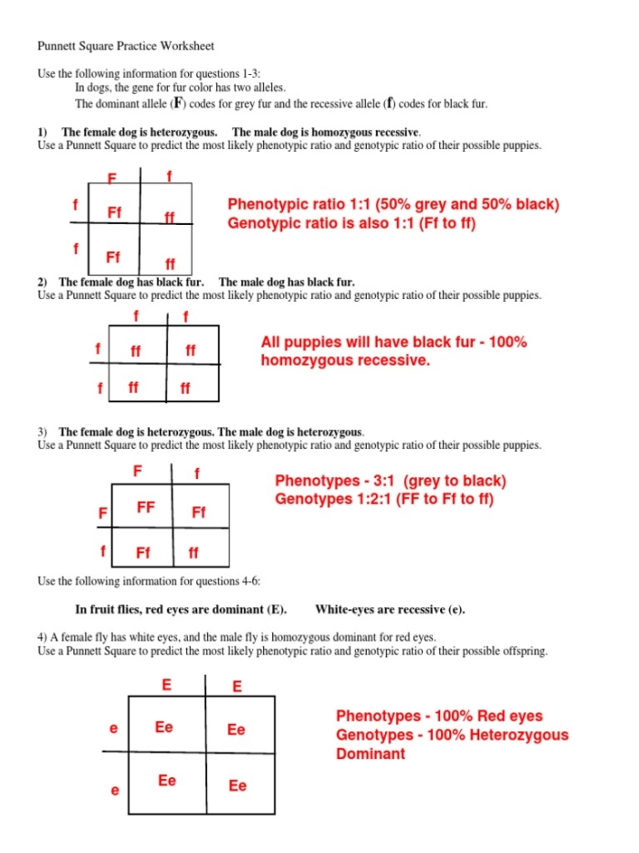 Sixth grade students practicing genetics by filling out a Punnett squares worksheet on probability and fractions