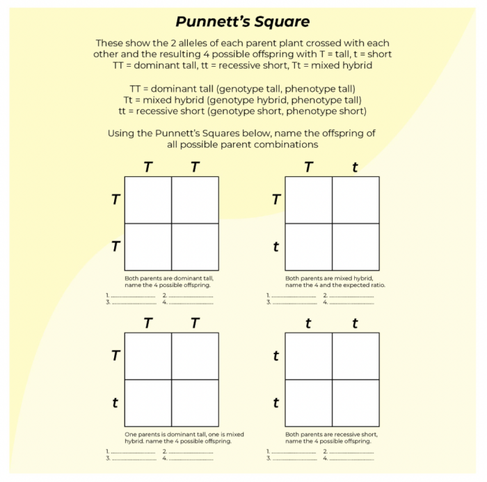 Sixth grade science students practicing genetic probability with a Punnett squares worksheet